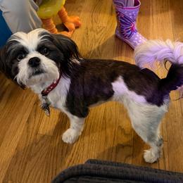 Souvior - Shih Tzu