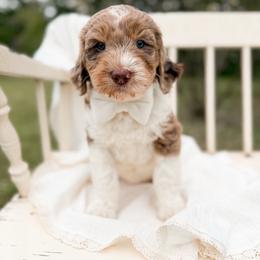 Java - Merle male Goldendoodle puppy in Ooltewah, Tennessee from Allison Family Doodles