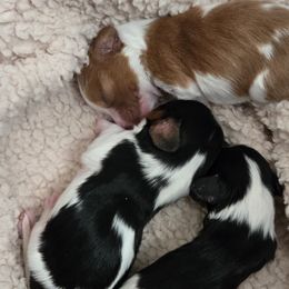 Cavalier King Charles Spaniels from Reflection Cavaliers