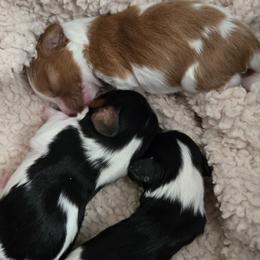 Cavalier King Charles Spaniels from Reflection Cavaliers