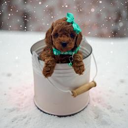Bernedoodle and Poodle Puppies from Miranda’s Sunshine Poodles and Doodles