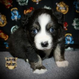 Blizzard - Black tri male Miniature Australian Shepherd puppy in El Dorado Springs, Missouri from HP Aussie Kennels