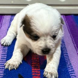 65-04 - Red speckled female Australian Cattle Dog puppy in Sheridan, Oregon from 6pk Cattledogs