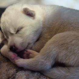 Boy 1 - White male Siberian Husky puppy in Madison, Georgia from Thornbury Kennel