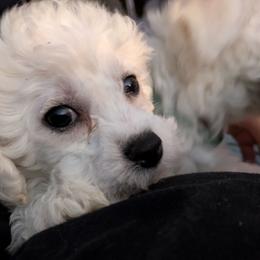 Girl 3 - White female Bichon Frise puppy in Eaton Rapids, Michigan from JMs Bichons