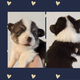 Blue - Black and tan male Pembroke Welsh Corgi puppy in Ocala, Florida from Newlands Insane Danes and Corgis