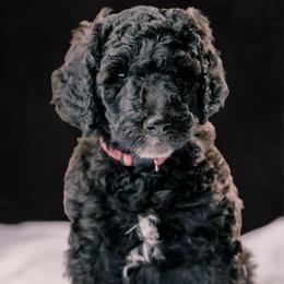 Brittany - Silver female Poodle puppy in Shoreline, Washington from Fluffy Poodles