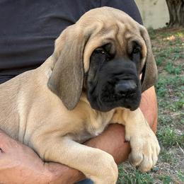 Girl 3 - Fawn female Mastiff puppy in Laredo, Texas from Huereca Mastiff