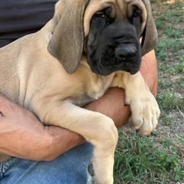 Girl 3 - Fawn female Mastiff puppy in Laredo, Texas from Huereca Mastiff