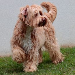 Australian Cobberdog puppies from Joreese Australian Cobberdogs