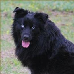 Malachi - Australian Shepherd