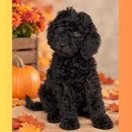 Pepper - Black male Goldendoodle puppy in Sterling, Connecticut from Justine’s Retrievers and Doodles, LLC