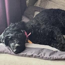 Bernedoodle Puppies from Halo BerneDo