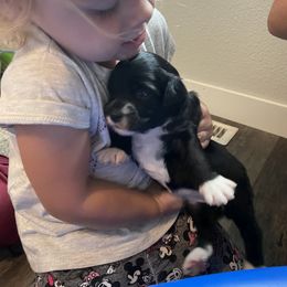 Miniature Australian Shepherd Puppies from Mini Pups of Poppleton