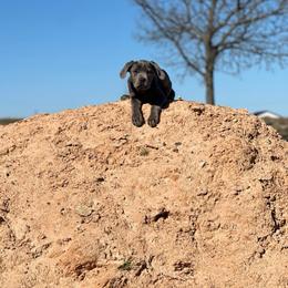Belle - Gray female Cane Corso puppy in Justin, Texas from Bella Vista Kennels