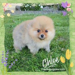 Chloe - Orange female Pomeranian puppy in Eatonville, Washington from Foxy Forest Poms
