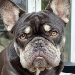 French Bulldogs from Zephyr Frenchies