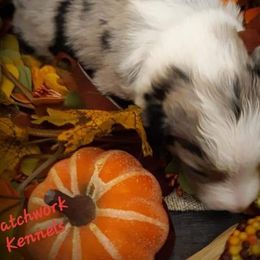 Australian Shepherd Puppies from Patchwork Kennels