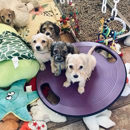 Dachshund Puppies from Northwest Dachshunds