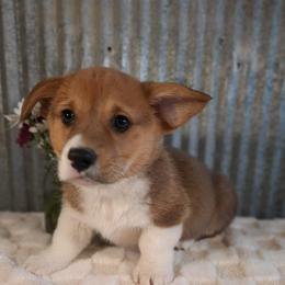 Fredrick - Red male Pembroke Welsh Corgi puppy in Nixa Or Houston, Missouri from Pistol Creek Puppies