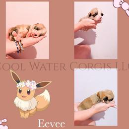 Eevee - Red female Pembroke Welsh Corgi puppy in Kiowa, Colorado from Cool Water Corgis LLC