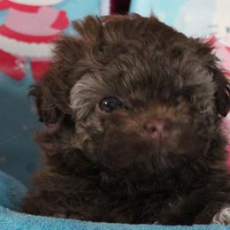 Russian Tsvetnaya Bolonka and Shih Tzu Puppies from Pink Lotus Kennels