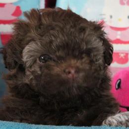 Russian Tsvetnaya Bolonka and Shih Tzu Puppies from Pink Lotus Kennels
