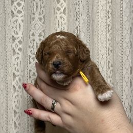 Lemon - Red  female Poodle puppy in Queen Creek, Arizona from Desert Born Kennel
