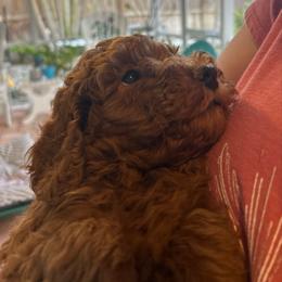 Clove - Red  female Poodle puppy in Jensen Beach, Florida from Pineapple Poodles