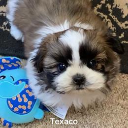 Texaco - Black gold and white male Shih Tzu puppy in Conway, Missouri from Stevens’ Hidden Acres