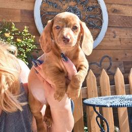 Smooth Coat Red Dapple Boy - Dapple male Dachshund puppy in Austin, Colorado from Colorado Mini Dachshunds & Mini Pomskies