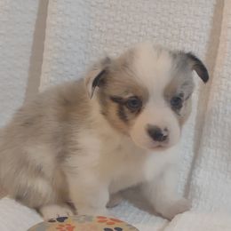 Pembroke Welsh Corgi Puppies from Robbie's Hobby Corgi's