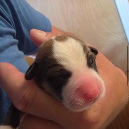 Praline - Sable female Pembroke Welsh Corgi puppy in Atascadero, California from California Corgis and Kunes