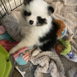 Pomeranian Puppies from Yates Pomeranians