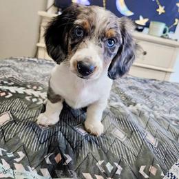 Dachshund Puppies from TNT MINI DACHSHUNDS