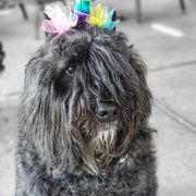 Bouvier des Flandres from Bon Chien Bouviers