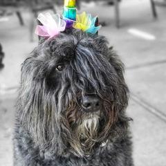 Bouvier des Flandres from Bon Chien Bouviers