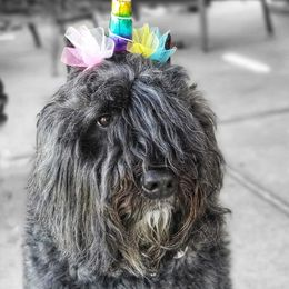 Bouvier des Flandres from Bon Chien Bouviers