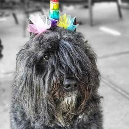 Bouvier des Flandres from Bon Chien Bouviers