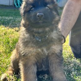 German Shepherd and Pembroke Welsh Corgi Puppies from Top Shepherd Perlez