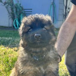 German Shepherd and Pembroke Welsh Corgi Puppies from Top Shepherd Perlez