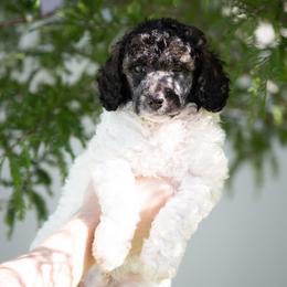 Parti Sable Male - Parti male Poodle puppy in Jacksonville, Florida from Lolo’s Aussiedoodle