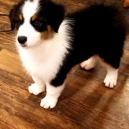 Australian Shepherd Puppies from Cannonrun Aussies