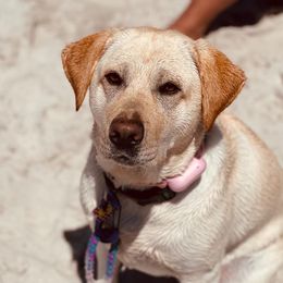Hallie - Labrador Retriever