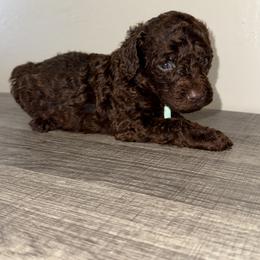 Teal collar boy - Brown male Poodle puppy in Valdosta, Georgia from Posh Poodles