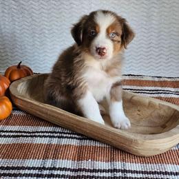 Rodney - Red merle male Australian Shepherd puppy in Mountain Grove, Missouri from K Bar H Farms