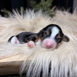 Arlo - Piebald male Dachshund puppy in Washburn, Tennessee from Clinch Mountain Dachshunds