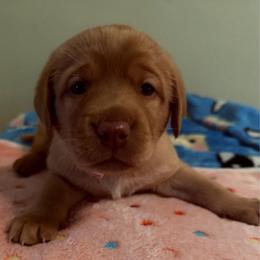 Zinnia - Yellow female Labrador Retriever puppy in North Chesterfield, Virginia from Lake Crystal Farms Labradors