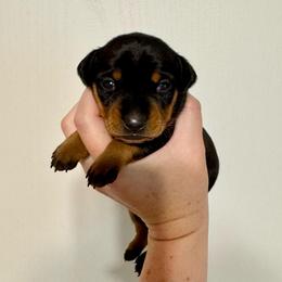 Video Freya - Black and rust female Miniature Pinscher puppy in Eatonton, Georgia from TNT Puppies