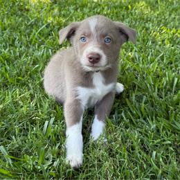 Lilac - black collar- smooth - 1495 - Lilac male Border Collie puppy in Nashville, Arkansas from Whisenhunt Farms